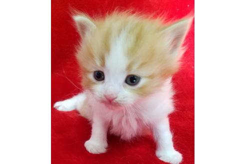 成約済の北海道のその他の猫種-13227の1枚目
