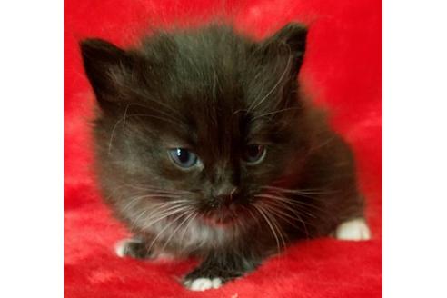 成約済の北海道のその他の猫種-13229の1枚目