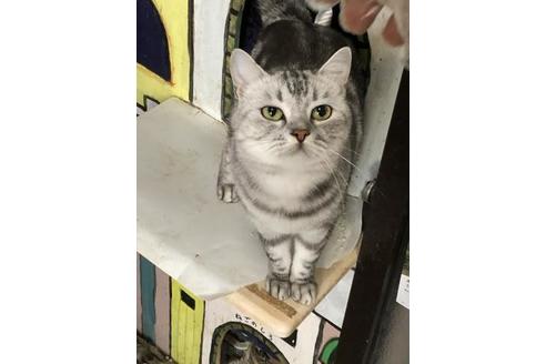 アメリカンショートヘア 子猫id の詳細情報 愛知県 男の子 19 01 27生まれ シルバー 子猫ブリーダーナビ アメリカンショートヘア 子猫id の詳細情報 愛知県 男の子 19 01 27生まれ シルバー 子猫ブリーダーナビ