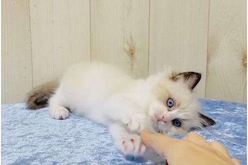 成約済の大阪府のラグドール-13179の5枚目