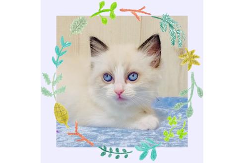 成約済の大阪府のラグドール-13179の4枚目