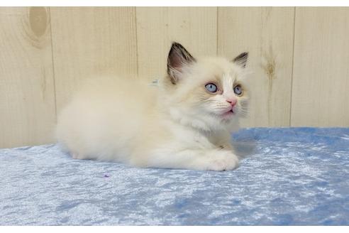 成約済の大阪府のラグドール-13179の3枚目