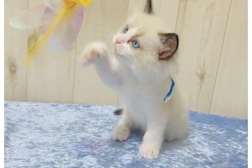 成約済の大阪府のラグドール-13179の2枚目