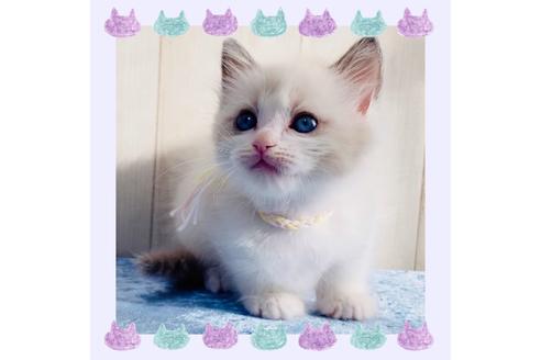 成約済の大阪府のラグドール-13178の5枚目