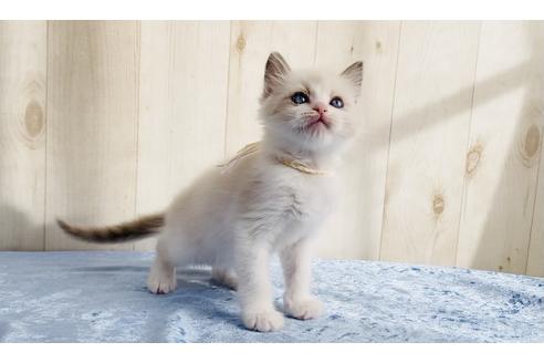 成約済の大阪府のラグドール-13178の4枚目