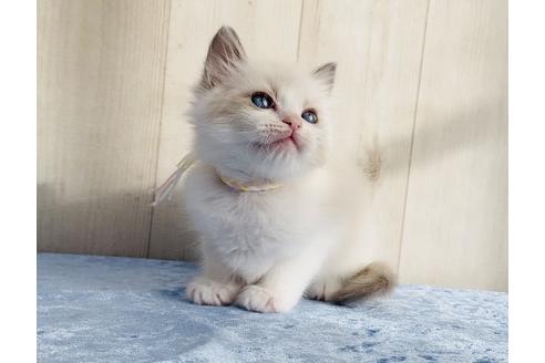 成約済の大阪府のラグドール-13178の3枚目