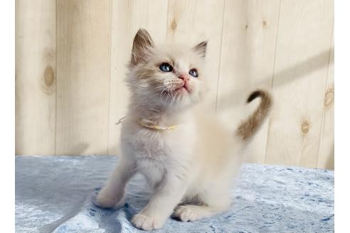 成約済の大阪府のラグドール-13178の2枚目