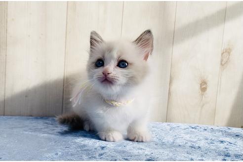 成約済の大阪府のラグドール-13178の1枚目