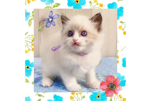 成約済の大阪府のラグドール-13177の1枚目