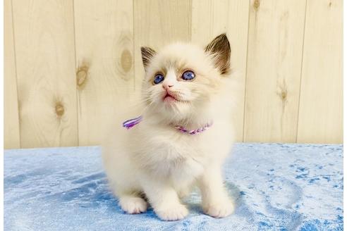 成約済の大阪府のラグドール-13177の5枚目