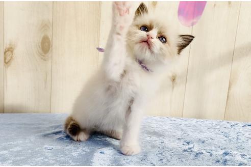 成約済の大阪府のラグドール-13177の4枚目