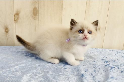 成約済の大阪府のラグドール-13177の3枚目