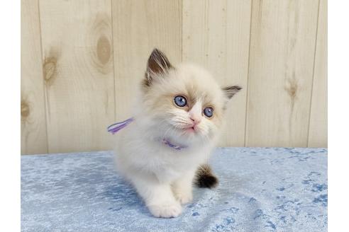 成約済の大阪府のラグドール-13177の2枚目