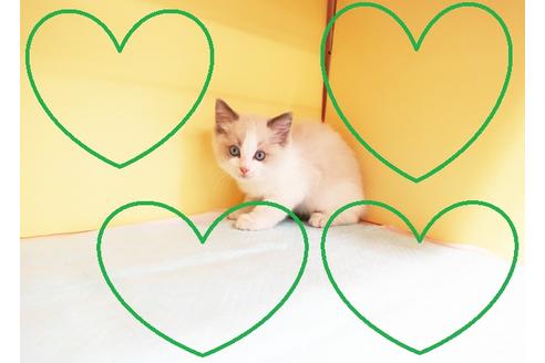 成約済の東京都のラグドール-13296