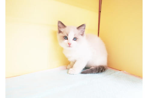 成約済の東京都のラグドール-13296の2枚目