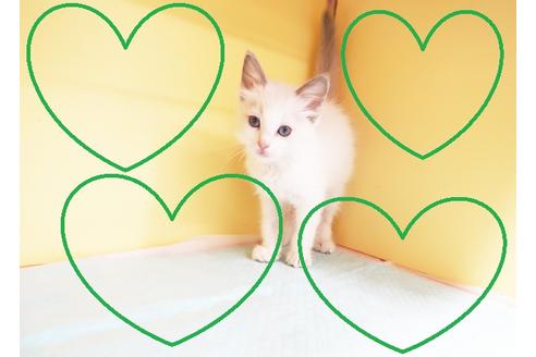 成約済の東京都のラグドール-13297