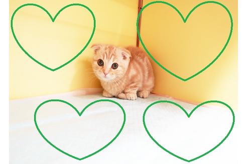 成約済の東京都のマンチカン-13298の1枚目