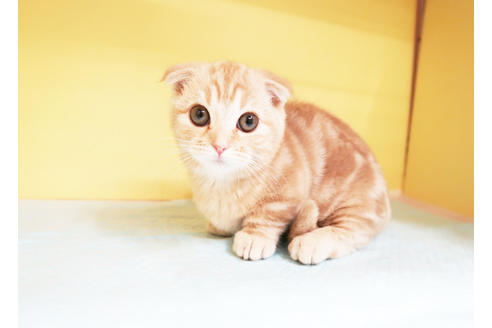 成約済の東京都のマンチカン-13298の2枚目