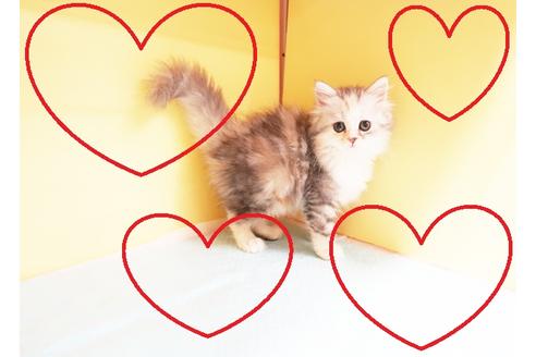 成約済の東京都のミヌエット-13299の1枚目