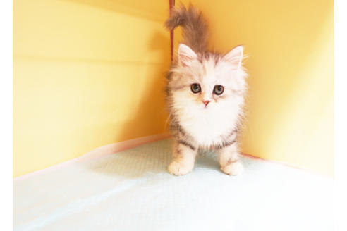 成約済の東京都のミヌエット-13299の2枚目