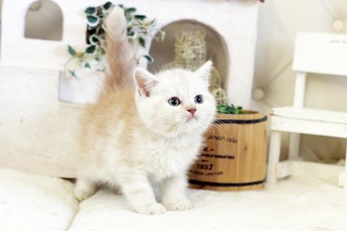 成約済の佐賀県のスコティッシュフォールド-13306