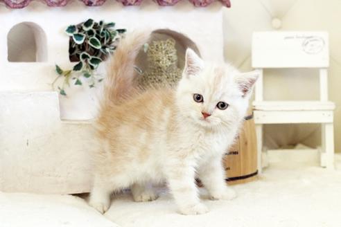 成約済の佐賀県のスコティッシュフォールド-13306の5枚目