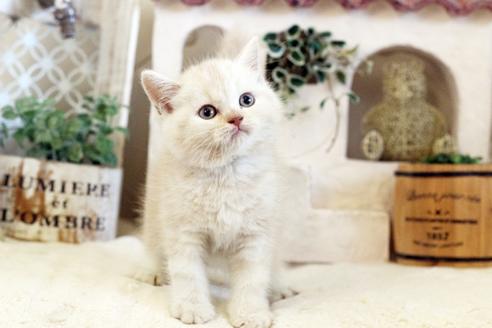 成約済の佐賀県のスコティッシュフォールド-13306の4枚目