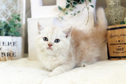 成約済の佐賀県のスコティッシュフォールド-13306の3枚目