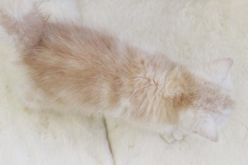 成約済の佐賀県のスコティッシュフォールド-13306の2枚目