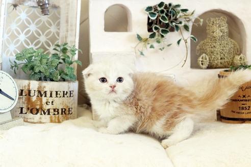 成約済の佐賀県のスコティッシュフォールド-13307