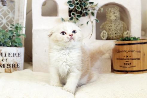 成約済の佐賀県のスコティッシュフォールド-13307の5枚目