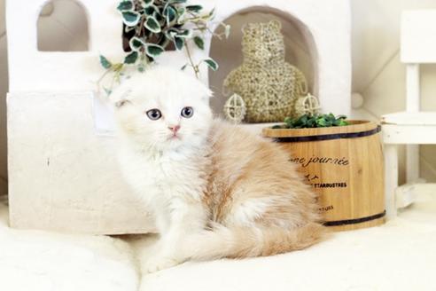 成約済の佐賀県のスコティッシュフォールド-13307の4枚目