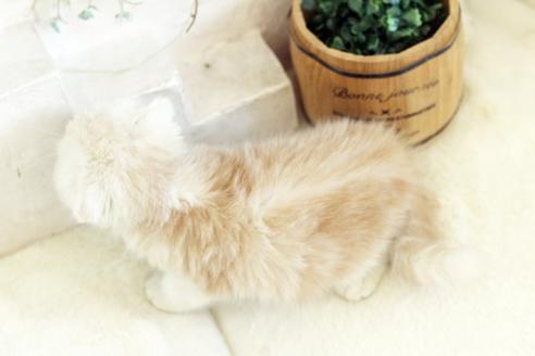 成約済の佐賀県のスコティッシュフォールド-13307の2枚目