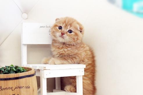 成約済の佐賀県のスコティッシュフォールド-13308の1枚目