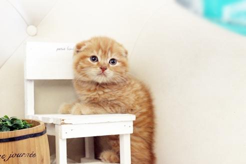 成約済の佐賀県のスコティッシュフォールド-13308の5枚目