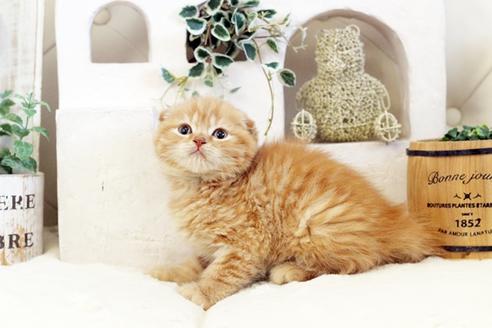 成約済の佐賀県のスコティッシュフォールド-13308の4枚目