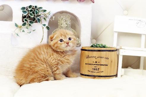 成約済の佐賀県のスコティッシュフォールド-13308の3枚目