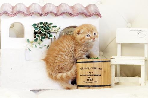 成約済の佐賀県のスコティッシュフォールド-13308の2枚目