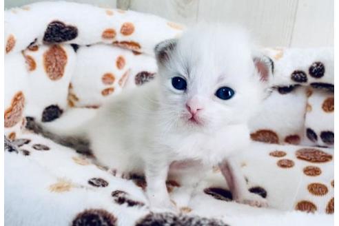 成約済の大阪府のサイベリアン-13310の4枚目