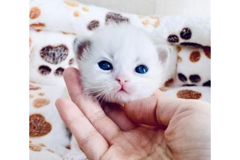 成約済の大阪府のサイベリアン-13310の3枚目