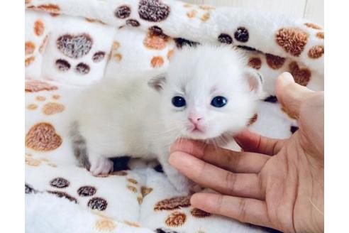 成約済の大阪府のサイベリアン-13310の2枚目