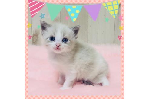 成約済の大阪府のサイベリアン-13336