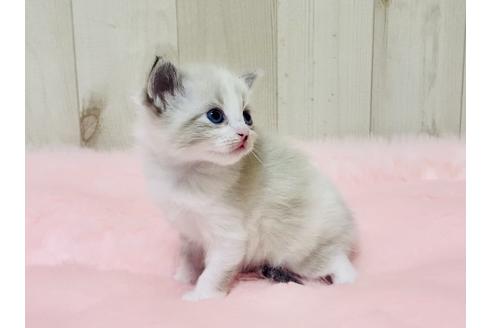 成約済の大阪府のサイベリアン-13336の6枚目