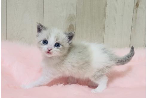 成約済の大阪府のサイベリアン-13336の5枚目