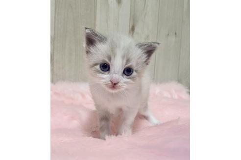 成約済の大阪府のサイベリアン-13336の4枚目