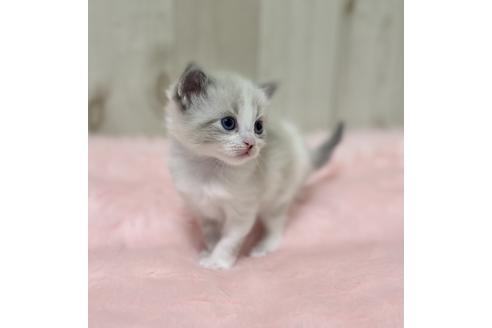 成約済の大阪府のサイベリアン-13336の3枚目