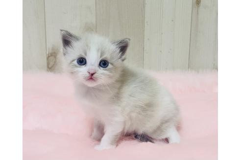 成約済の大阪府のサイベリアン-13336の2枚目