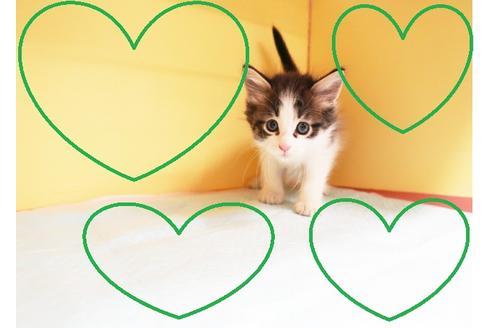 成約済の東京都のサイベリアン-13346の1枚目