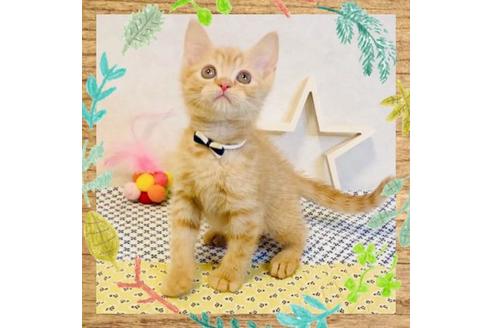 成約済の大阪府のスコティッシュフォールド-13364の5枚目