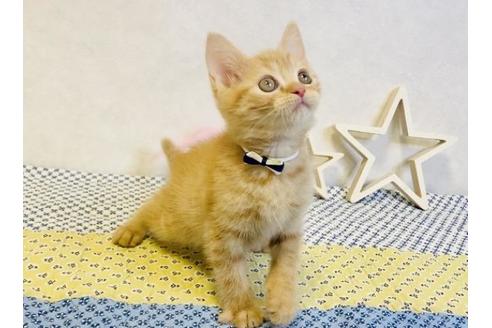 成約済の大阪府のスコティッシュフォールド-13364の3枚目